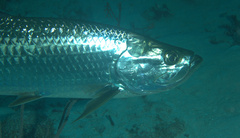 Megalops atlanticus