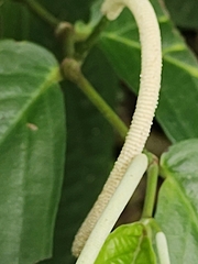 Piper aduncum