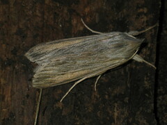 Cucullia dracunculi
