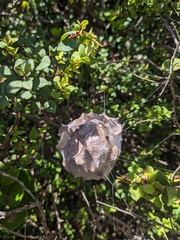 Palystes superciliosus