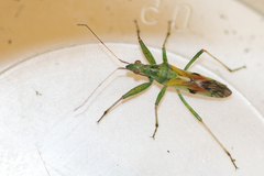 Nabis viridulus