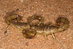 Androctonus amoreuxi