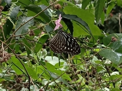 Ideopsis vulgaris