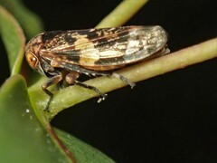 Eurymeloides adspersa