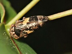 Eurymeloides adspersa
