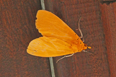 Asota borbonica