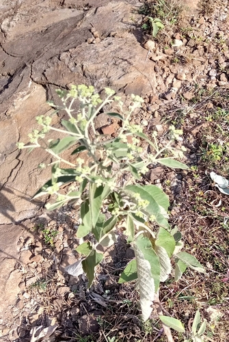 Buddleja cordata image