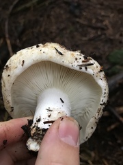 Russula cascadensis