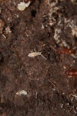 Entomobryomorpha