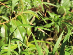 Psoralis exclamationis