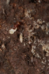 Entomobryomorpha