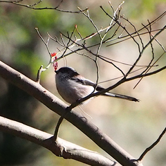 Aegithalos caudatus trivirgatus