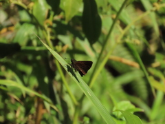 Psoralis exclamationis