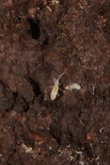 Entomobryomorpha