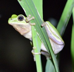 Hyla immaculata