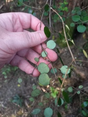 Coprosma crassifolia