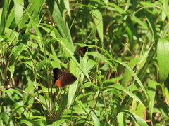 Psoralis exclamationis