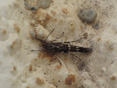 Cosmopterix