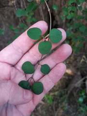 Coprosma crassifolia