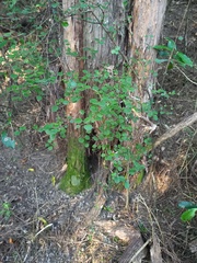 Coprosma crassifolia