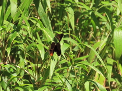 Psoralis exclamationis