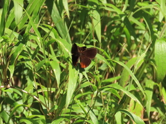 Psoralis exclamationis