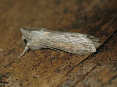 Cucullia dracunculi