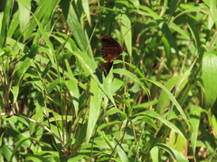 Psoralis exclamationis