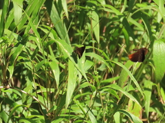 Psoralis exclamationis