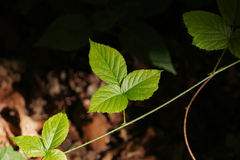 Rubus caesius