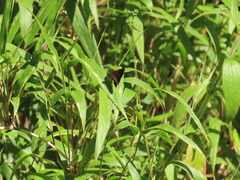 Psoralis exclamationis