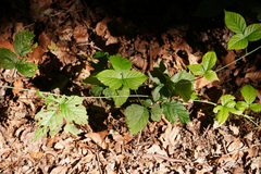Rubus caesius