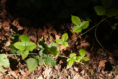 Rubus caesius