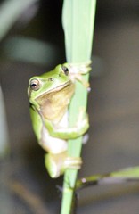 Hyla immaculata