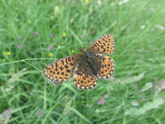 Boloria euphrosyne