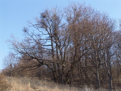 Loranthus europaeus