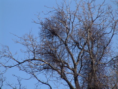 Loranthus europaeus
