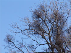 Loranthus europaeus