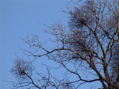 Loranthus europaeus