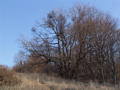 Loranthus europaeus