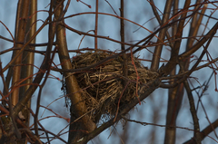 Turdus pilaris