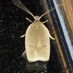Antaeotricha osseella