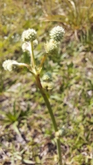 Eryngium elegans