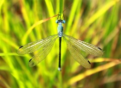 Lestes eurinus