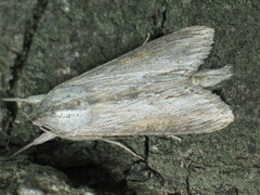 Cucullia dracunculi