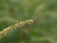 Amaranthus spinosus