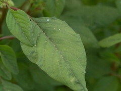 Amaranthus spinosus