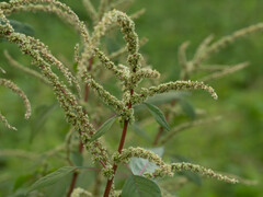 Amaranthus spinosus