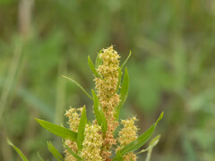 Rumex maritimus