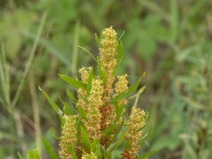 Rumex maritimus